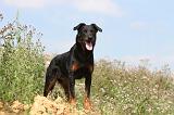 BEAUCERON 246